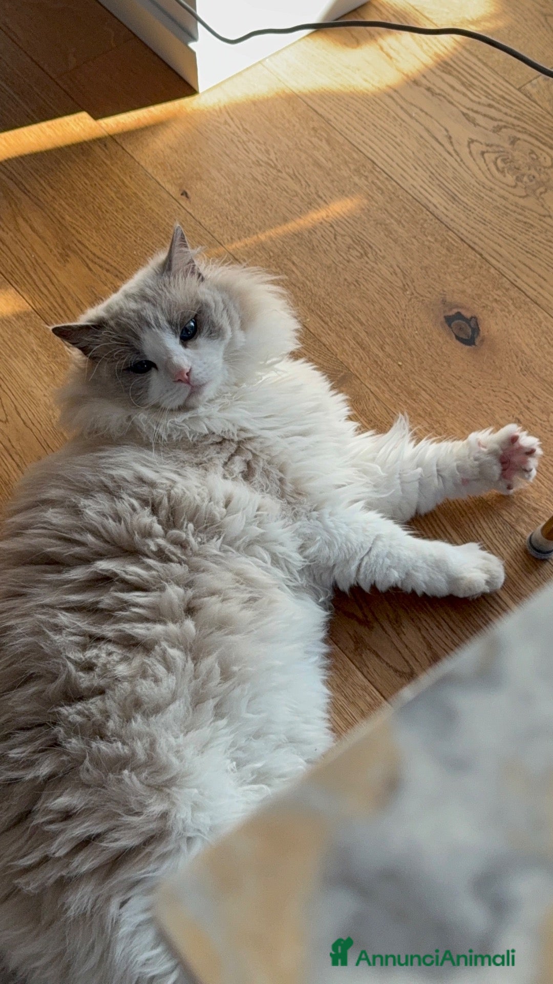 Ragdoll gatti Mici in regalo - Annuncio 2