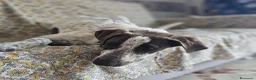 Meticcio cani in regalo: Noah meticcio  in adozione a Libero consorzio comunale di Trapani - Annuncio 4