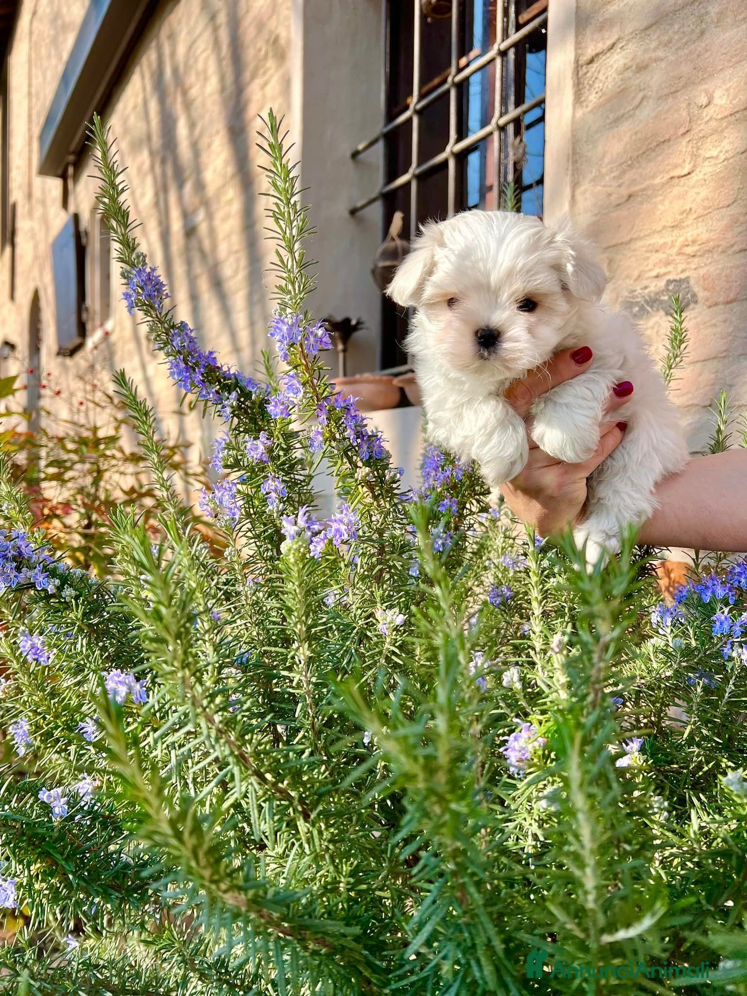 Maltese cani Maltesi cuccioli con pedigree ENCI a Provincia di Verona - Annuncio 2