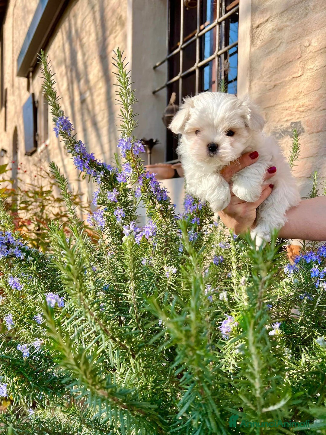 Maltese cani in vendita: Maltesi cuccioli con pedigree ENCI a Provincia di Verona - Immagine 2