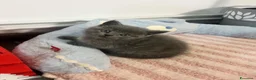 British gatti in vendita: Gattini schottish fold - Annuncio 7