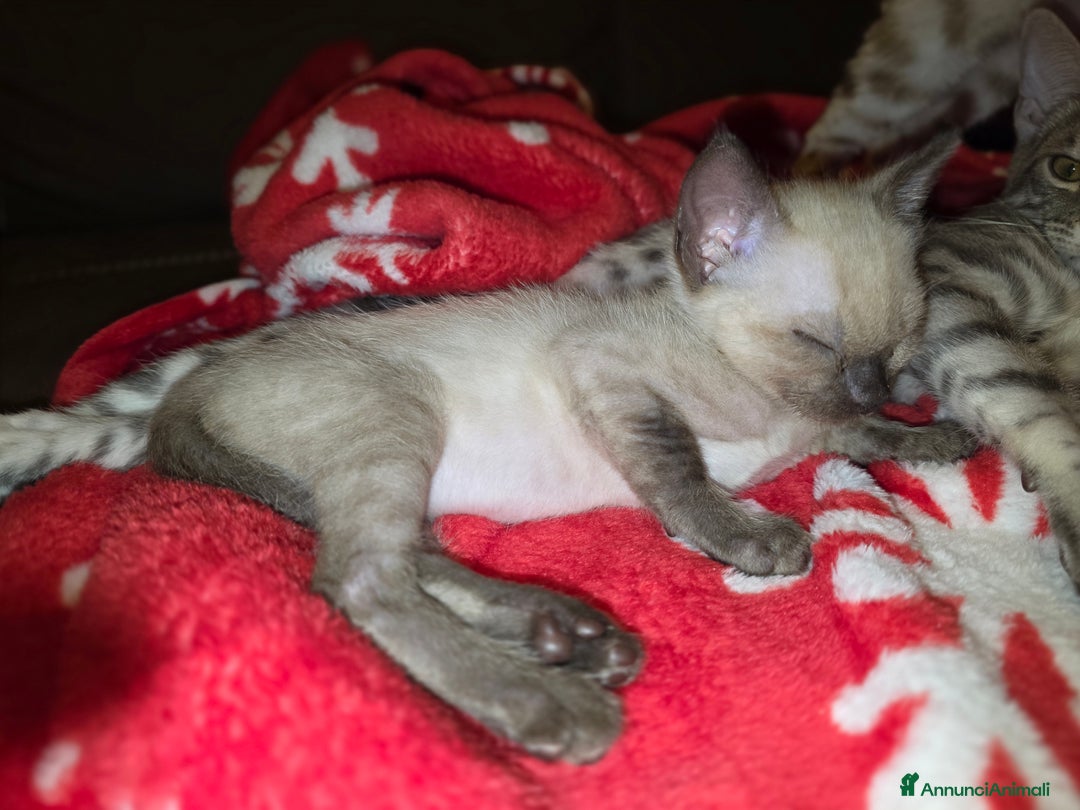 Bengala gatti in vendita: Cucciolo gatto bengala  - Annuncio 16