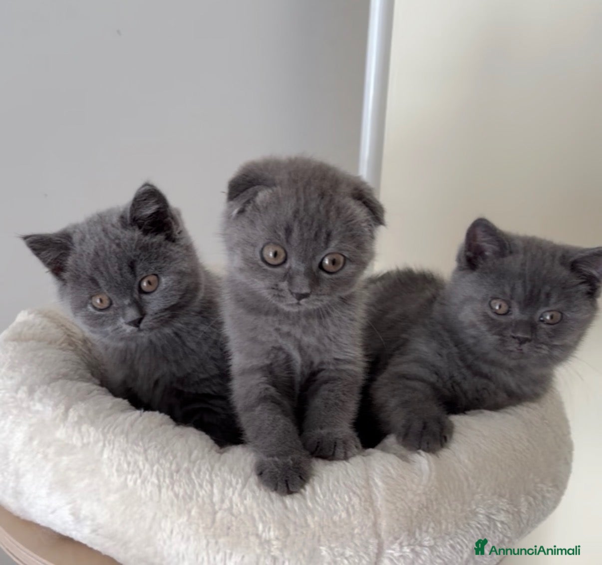 Scottish gatti Scottish fold e straight  - Annuncio 31