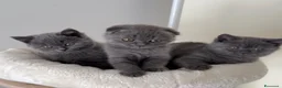 Scottish gatti in vendita: Scottish fold e straight  - Annuncio 1