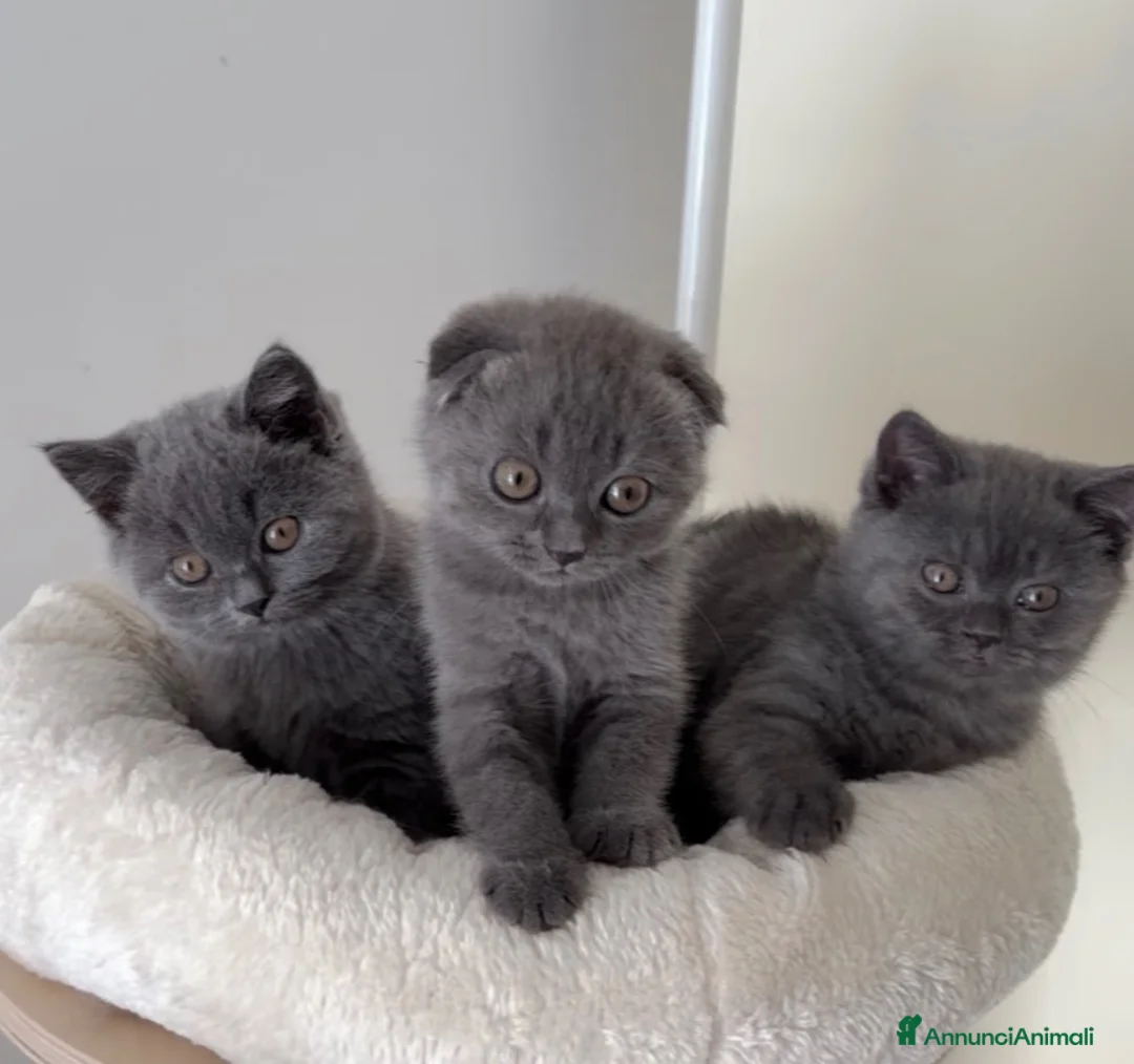 Scottish gatti in vendita: Scottish fold e straight  - Annuncio 1