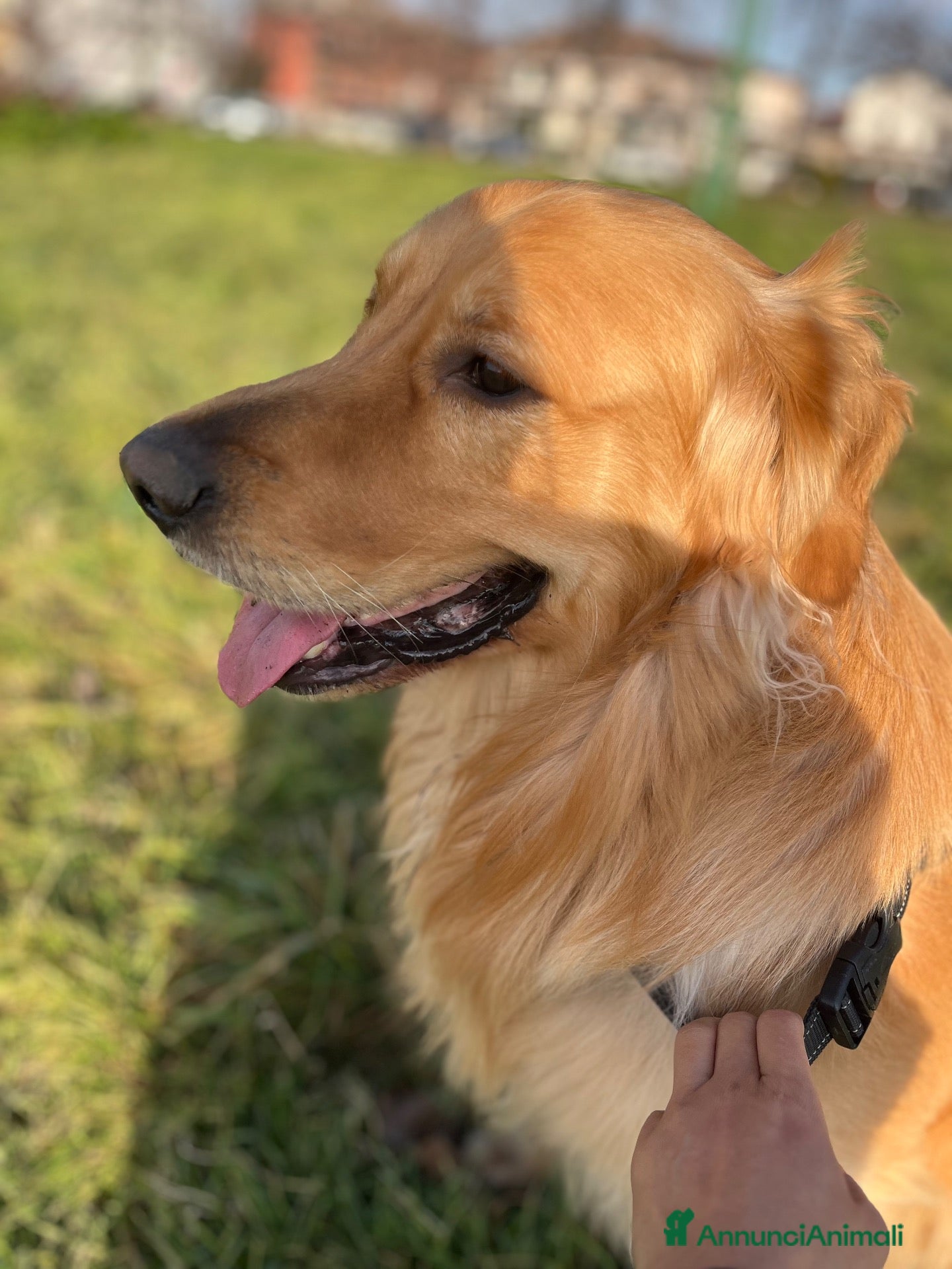 Golden Retriever cani Golden retriever Americano  per accoppiamento  - Annuncio 1