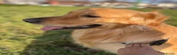 Golden Retriever cani per accoppiamento: Golden retriever Americano  per accoppiamento  - Annuncio 1