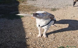 Meticcio cani in regalo: YUMA una dolcissima pelosetta in cerca di amore  - Annuncio 4