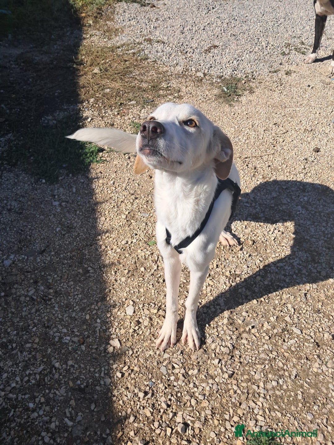 Meticcio cani in regalo: YUMA una dolcissima pelosetta in cerca di amore  - Annuncio 4