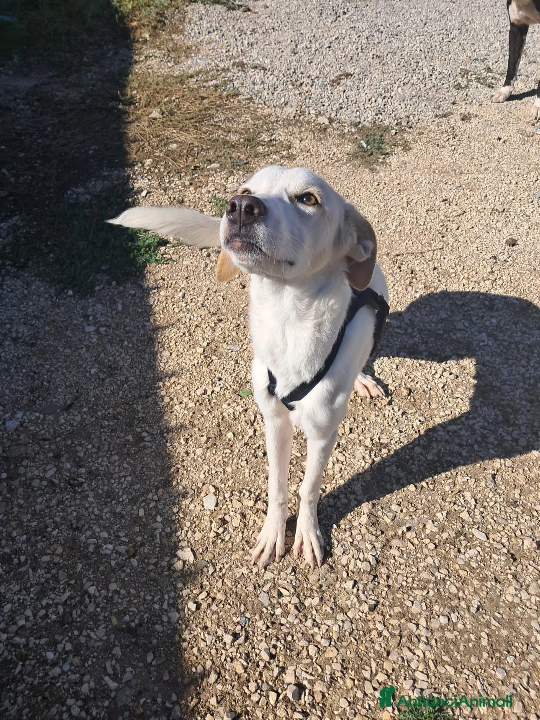 Meticcio cani in regalo: YUMA una dolcissima pelosetta in cerca di amore  - Annuncio 4