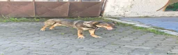 Meticcio cani in regalo: Cessione per trasloco a Provincia di Asti - Annuncio 4