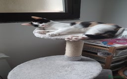 Altre razze gatti in regalo: GATTINI DOLCISSIMI - Annuncio 8