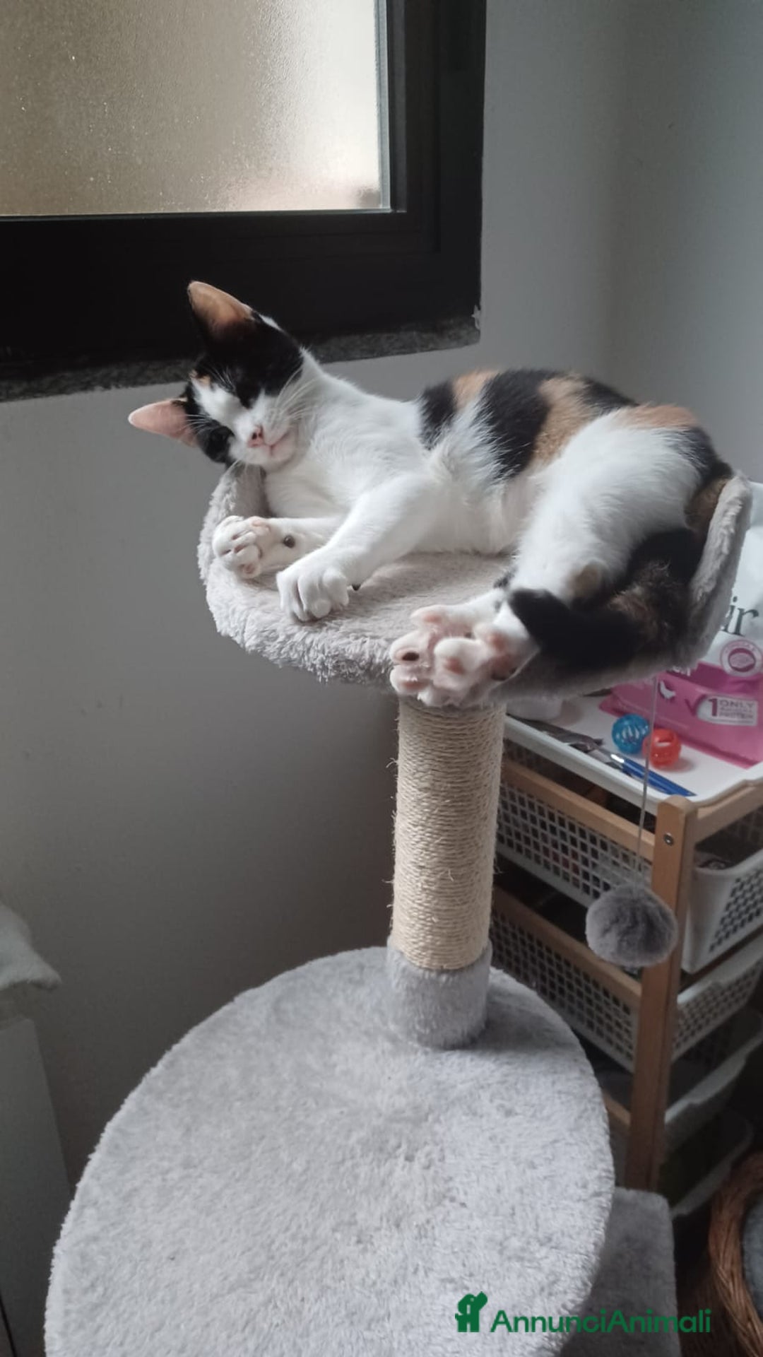 Altre razze gatti in regalo: GATTINO DOLCISSIMO - Annuncio 4