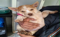 Altre razze cani in regalo: Medusa in adozione - Immagine 2