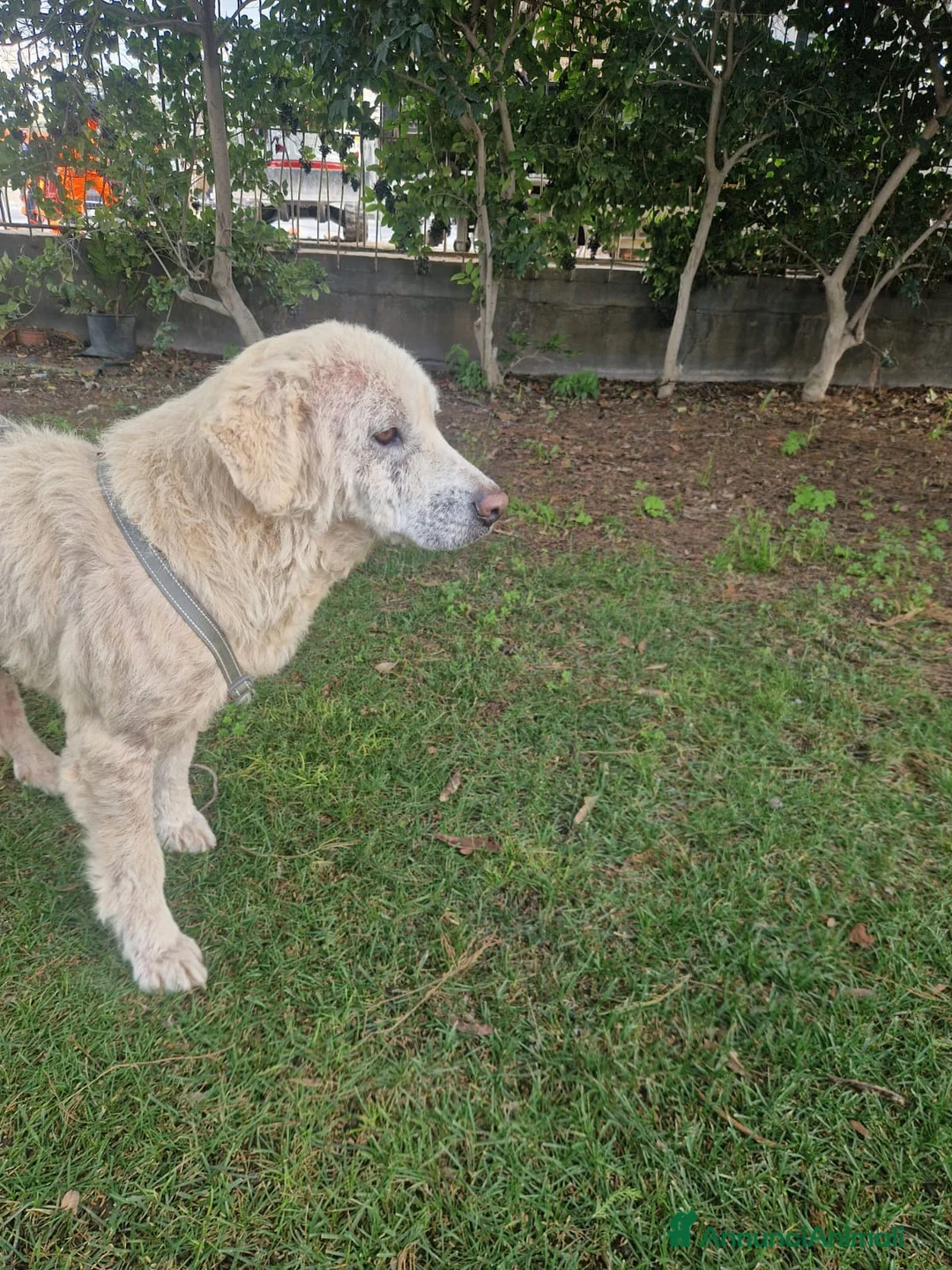 Meticcio cani in regalo: Cagnolona unica e speciale - Annuncio 1