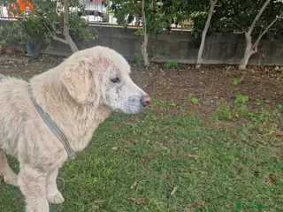 Meticcio cani Cagnolona unica e speciale - Annuncio 1