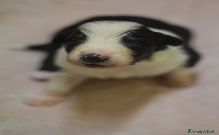 Border Collie cani a Provincia di Bergamo - Annuncio 3