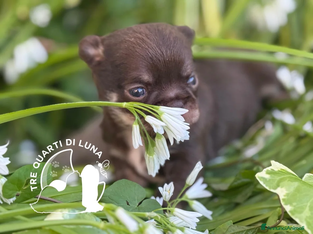 Chihuahua cani in vendita: Chihuahua Cuccioli TreQuartidiLuna - Annuncio 3