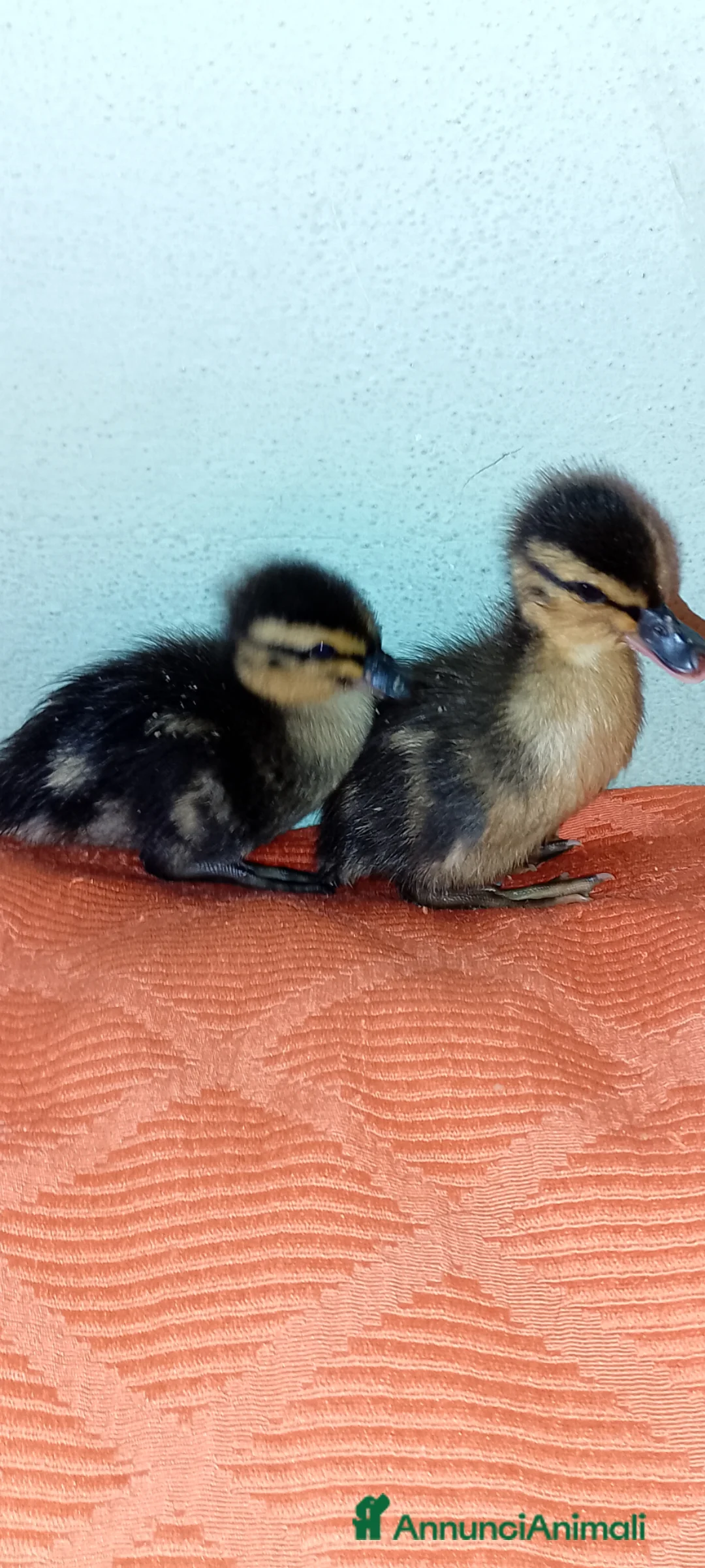 Meticcio gatti in vendita: Anatra pulcini  - Annuncio 1