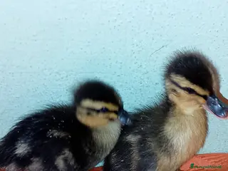 Meticcio gatti Anatra pulcini - Annuncio 23