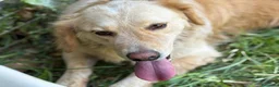 Meticcio cani in regalo: Oscar, la dolcezza in una palla di pelo - Annuncio 16