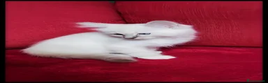 Ragdoll 5