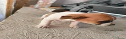 Jack Russell cani in vendita: Bellissimo cuccioli di Jack Russell terrier  a Provincia di Benevento - Annuncio 15