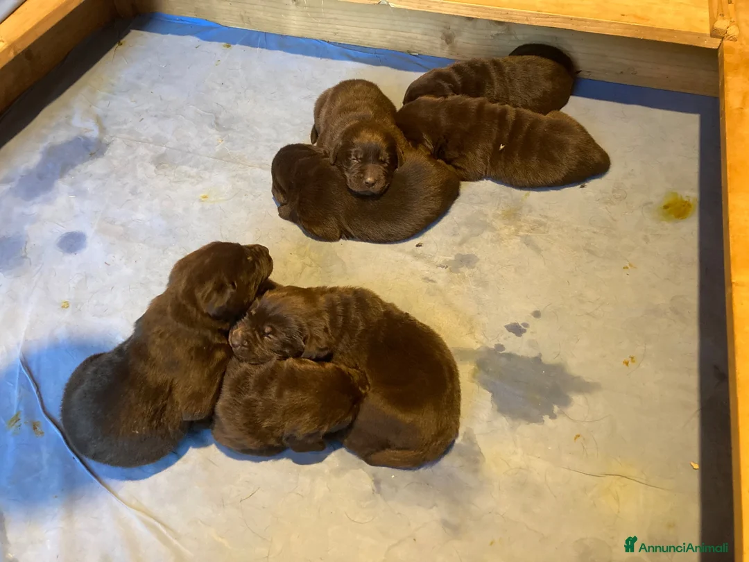 Labrador cani in vendita: Cuccioli  a Provincia di Ravenna - Annuncio 2