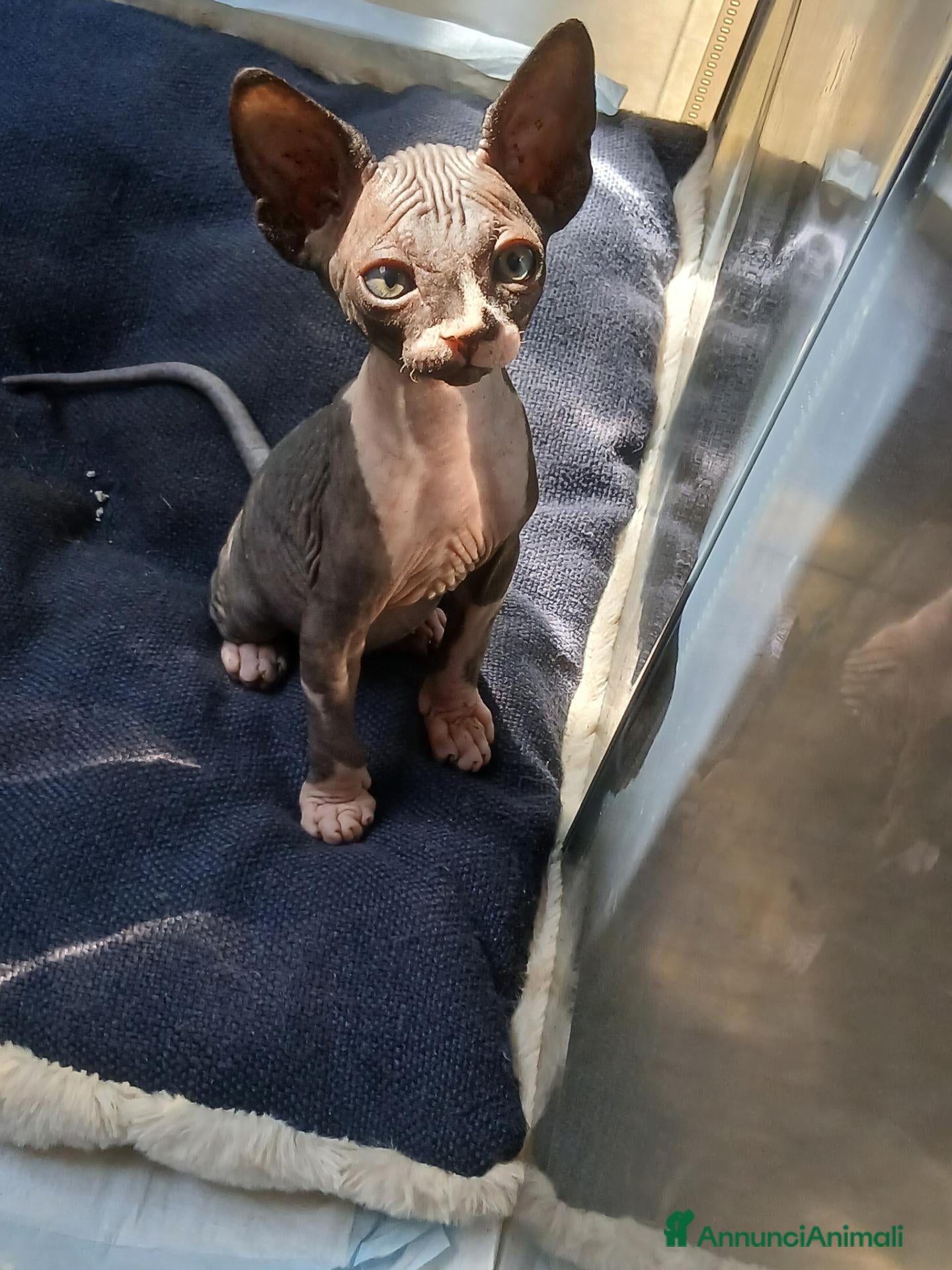 Sphynx gatti sphynx - Annuncio 3