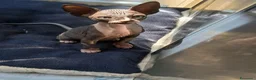 Sphynx gatti in vendita: sphynx - Annuncio 5