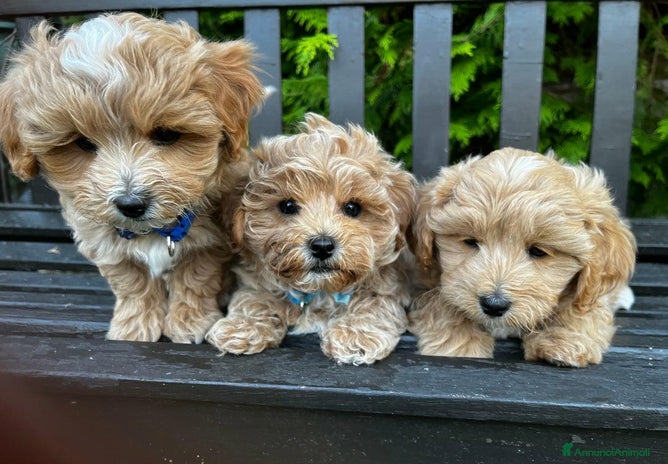 Meticcio cani Maltipoo 2 femmine e 2 maschi - Annuncio 1