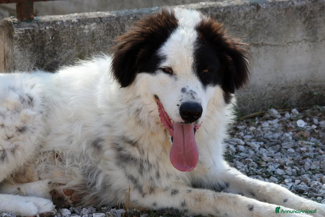 Meticcio cani in regalo: Giulio Cesare spettacolo in adozione  - Annuncio 2