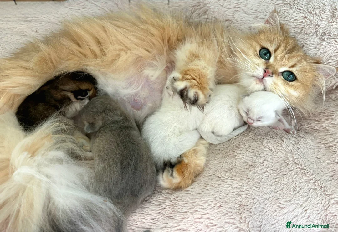 British gatti in vendita: Meravigliosi cuccioli British con pedigree  - Annuncio 11