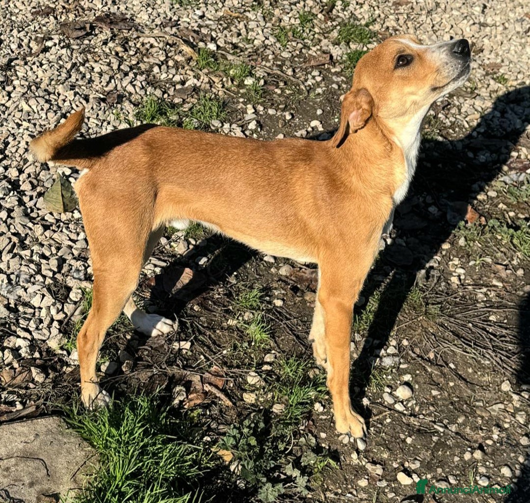 Meticcio cani in regalo: Anacleto 7 mesi taglia piccola  - Annuncio 5