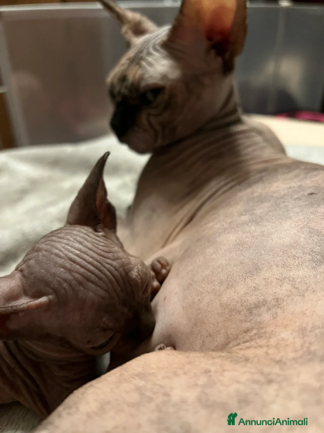 Sphynx gatti in vendita: Sphynx  a Città metropolitana di Roma Capitale - Annuncio 5