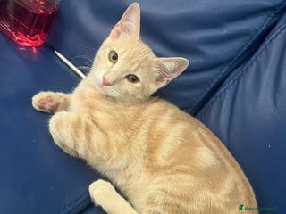 Europeo gatti Leo dolcissimo micino rosso - Annuncio 26