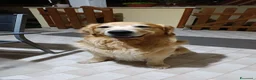 Golden Retriever cani per accoppiamento: Golden retriever per accoppiamento  - Annuncio 6