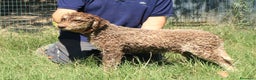 Lagotto cani in vendita: Lagotto romagnolo - maschio giovane 2 a Provincia di Ravenna - Annuncio 3