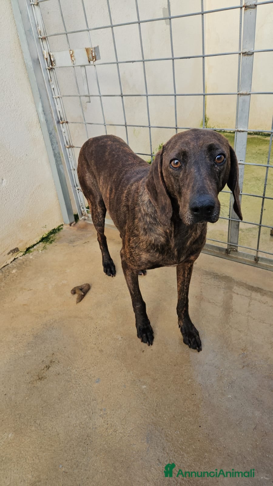 Segugio cani Michele: timido segugio dolcissimo con tutti  - Annuncio 2