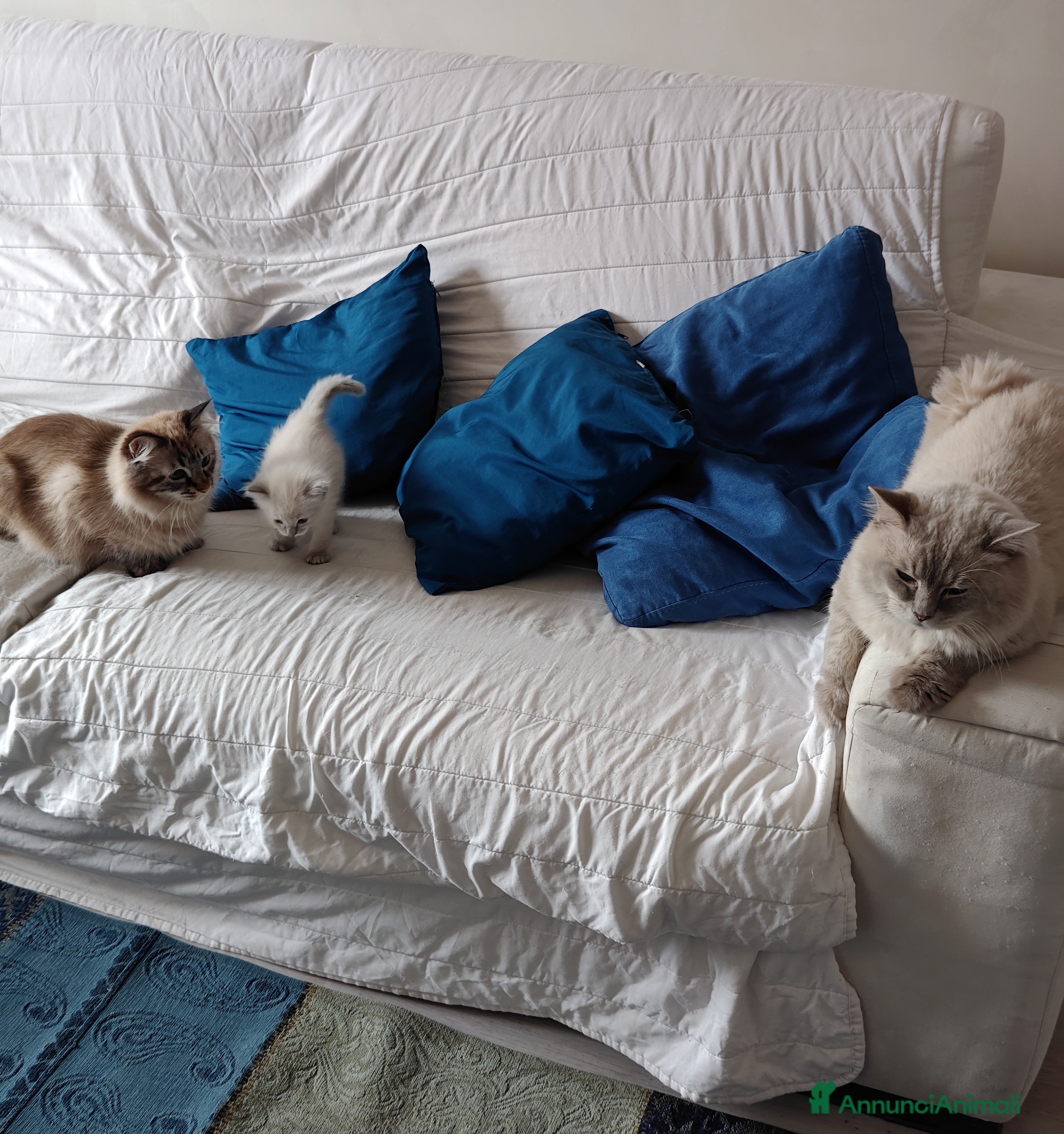 Ragdoll gatti Cucciole Ragdoll - Annuncio 1