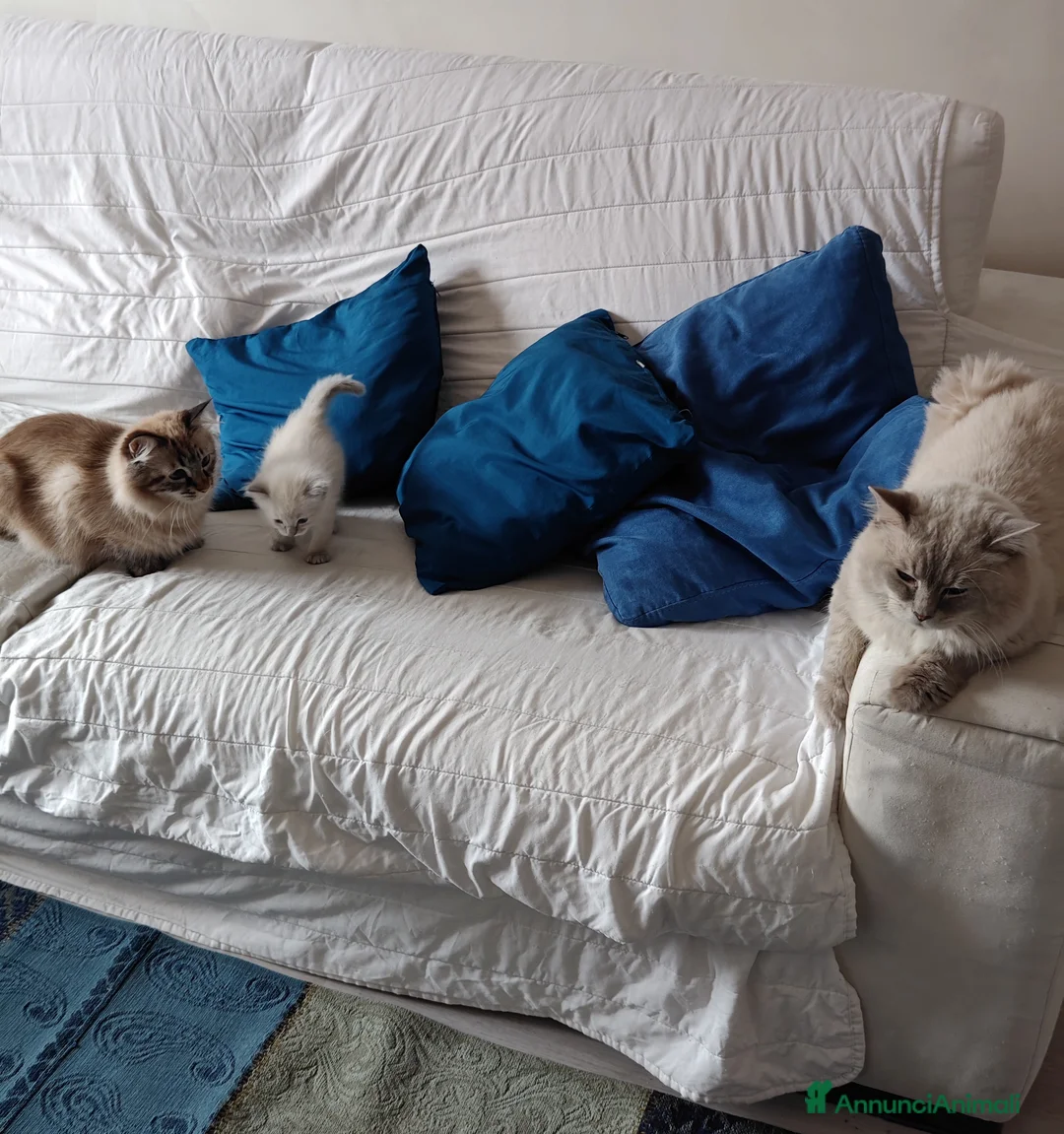 Ragdoll gatti in vendita: Cucciole Ragdoll a Città metropolitana di Milano - Annuncio 1