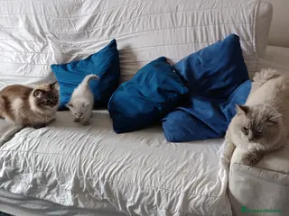 Ragdoll gatti Cucciole Ragdoll - Annuncio 1