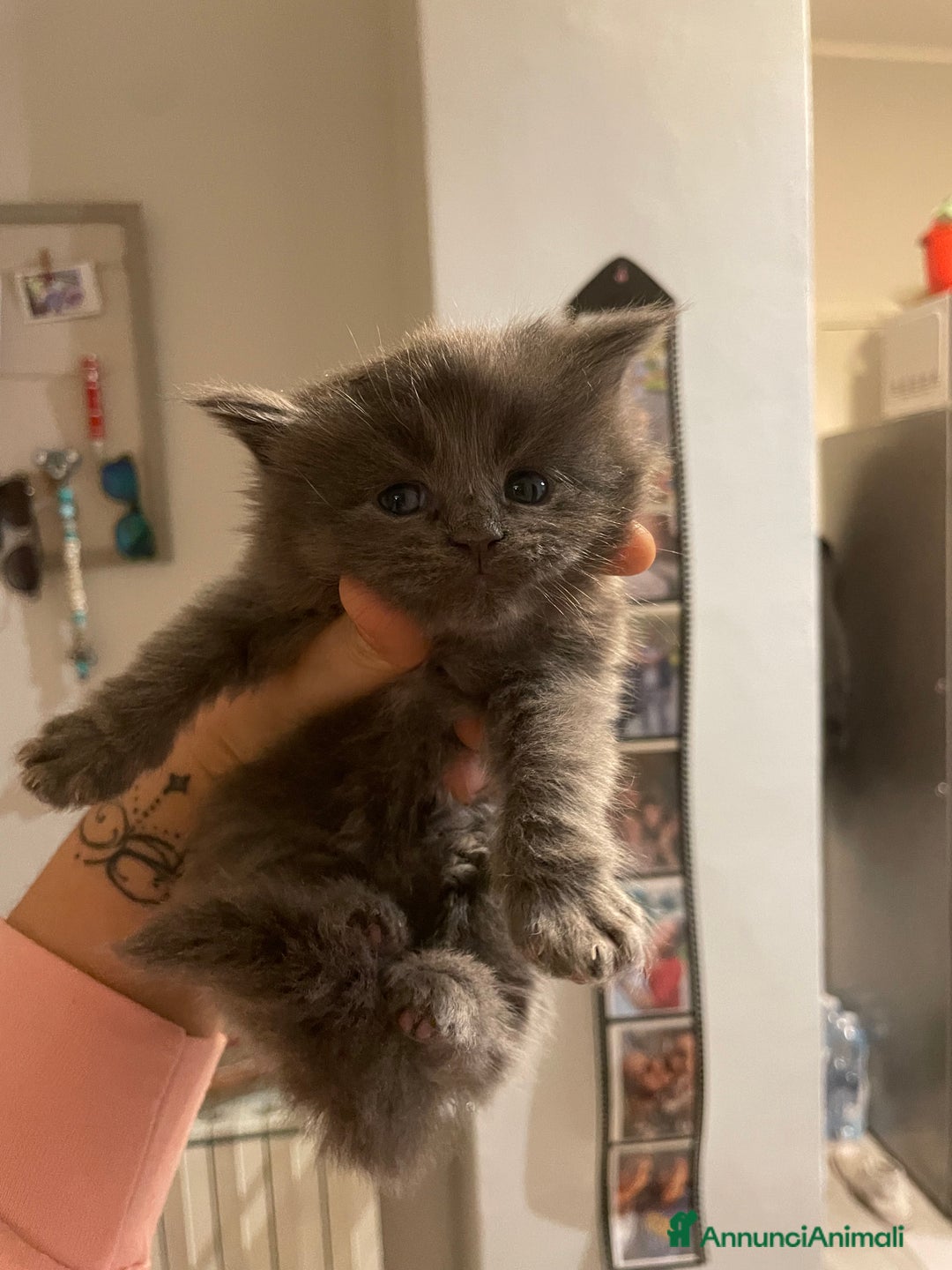 Maine Coon gatti in vendita: Mainecoon - Annuncio 3