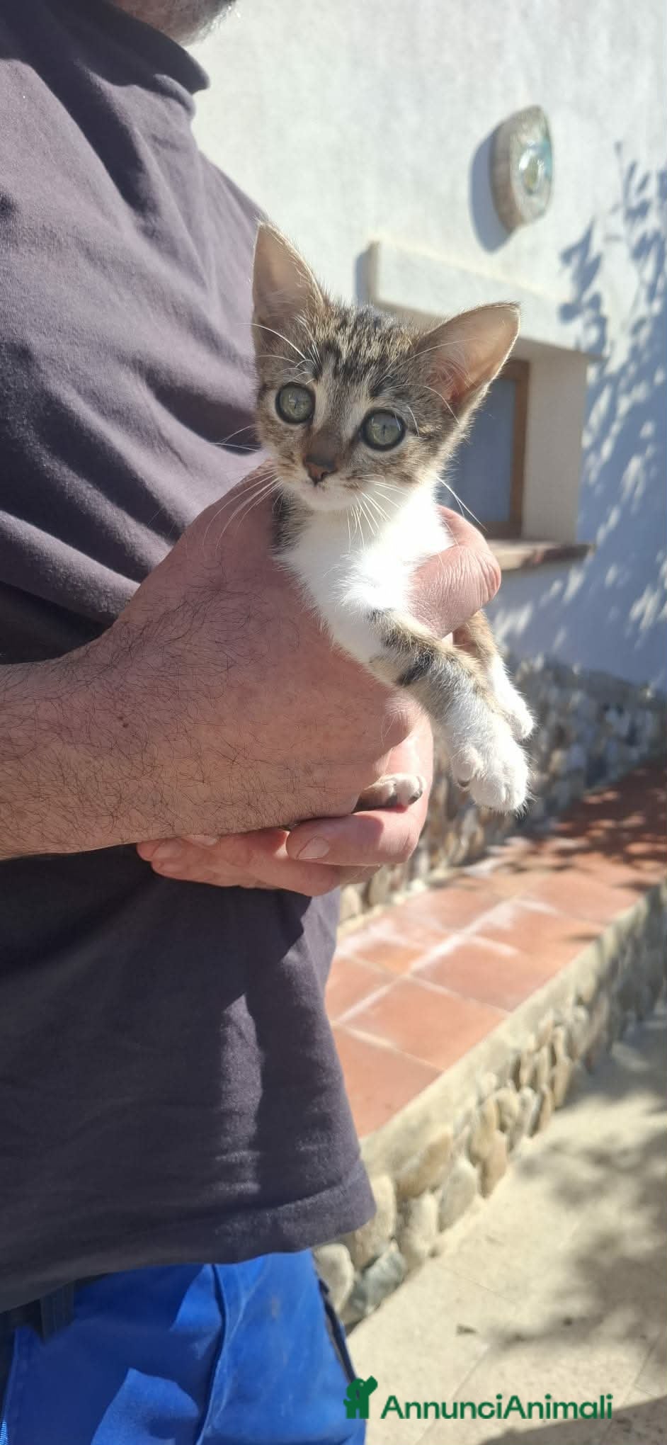 Europeo gatti dolce micina - Annuncio 1