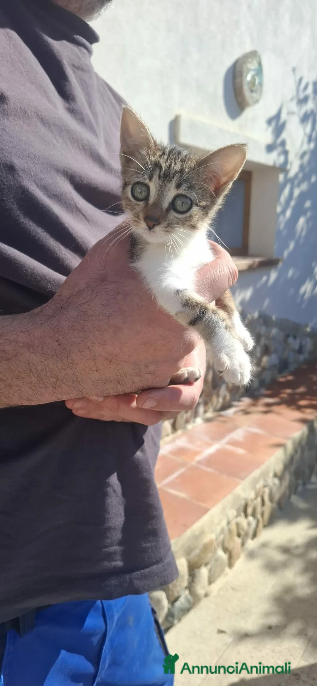 Europeo gatti in regalo: dolce micina - Annuncio 1