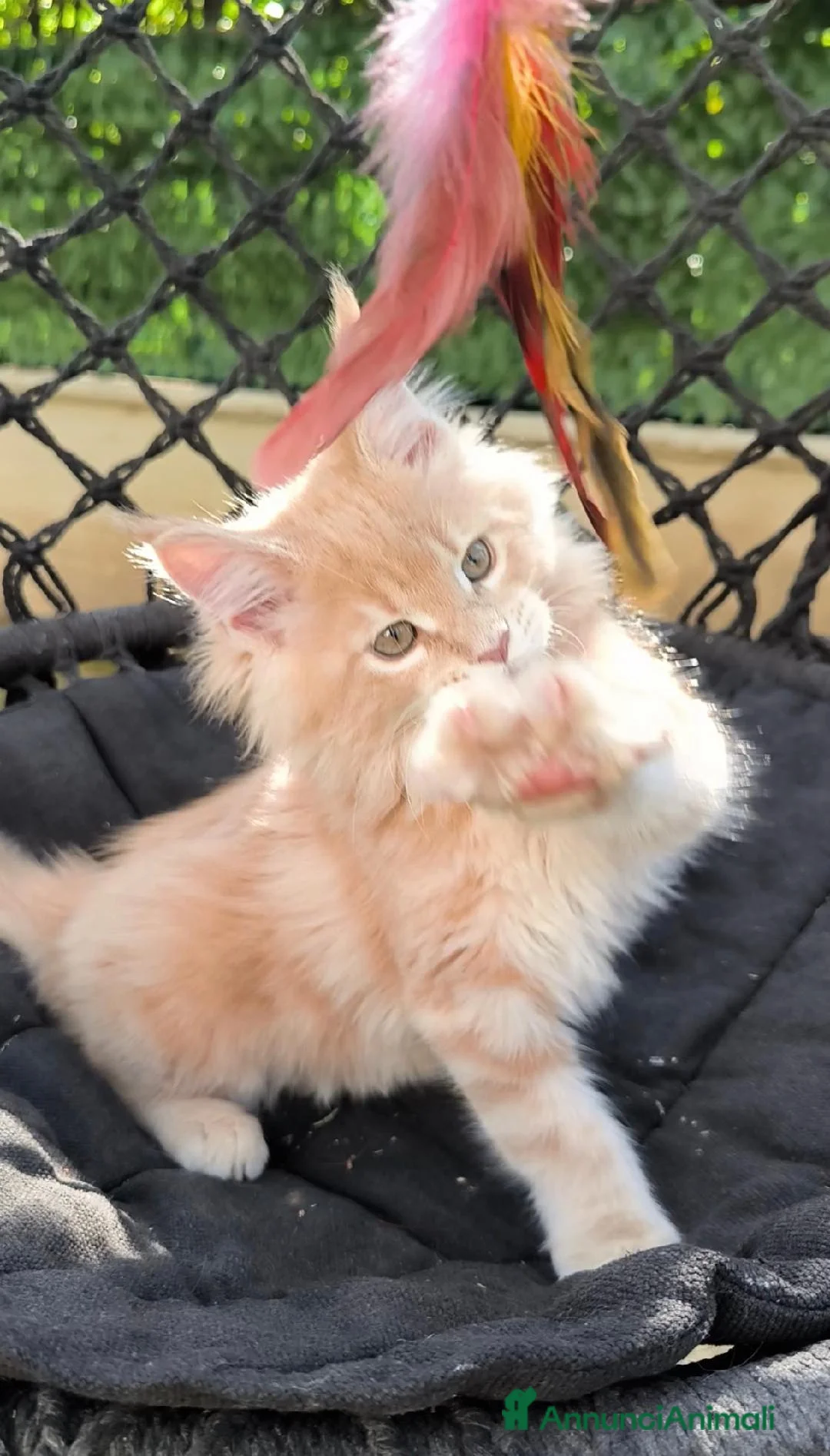 Maine Coon gatti in vendita: Cuccioli Maine Coon - Annuncio 2