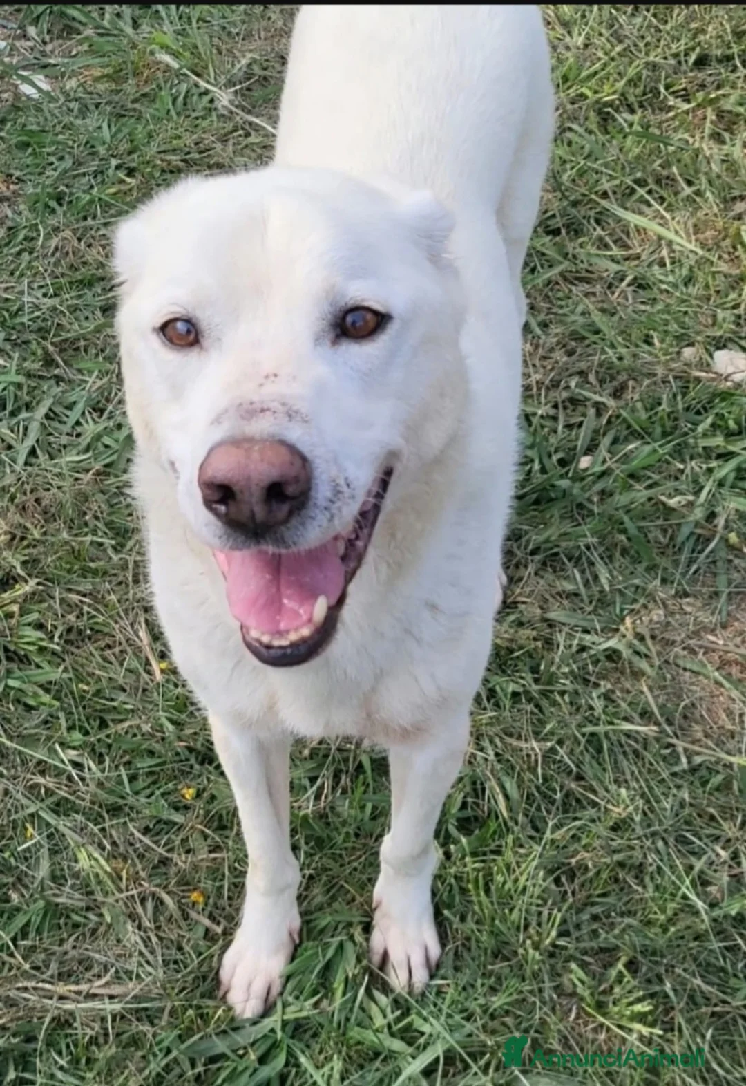 Meticcio cani in vendita: 4cuccioli 2mesi salvati da 1esondazione.CALABRIA - Annuncio 5