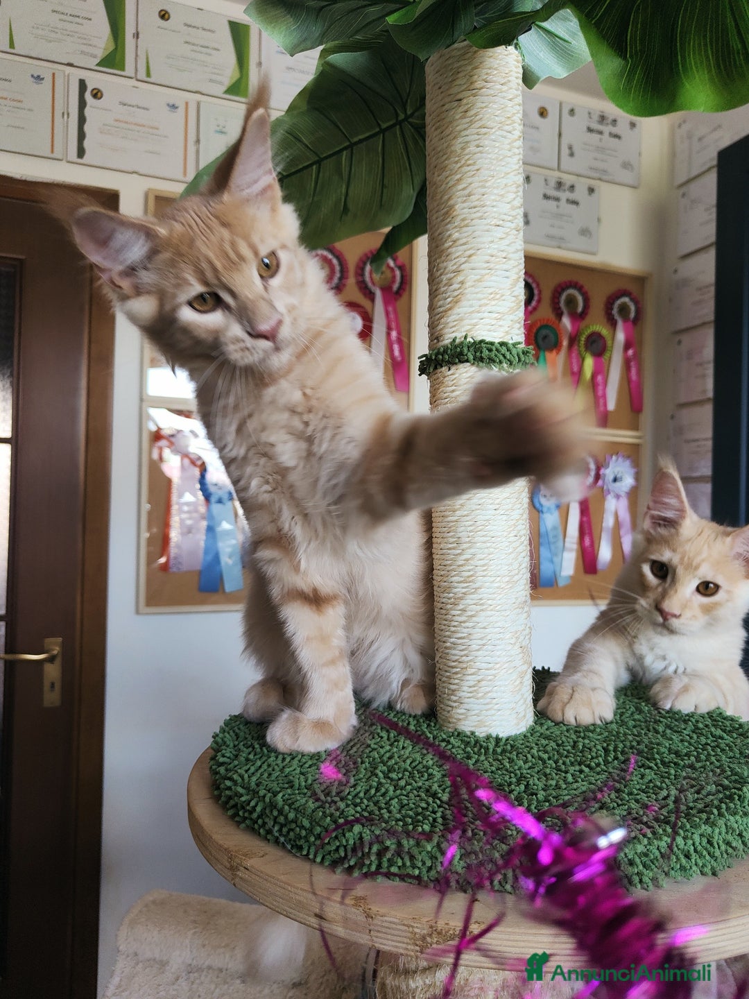 Maine Coon gatti in vendita: Cucciolo Maine Coon Maschio Crema - Annuncio 6