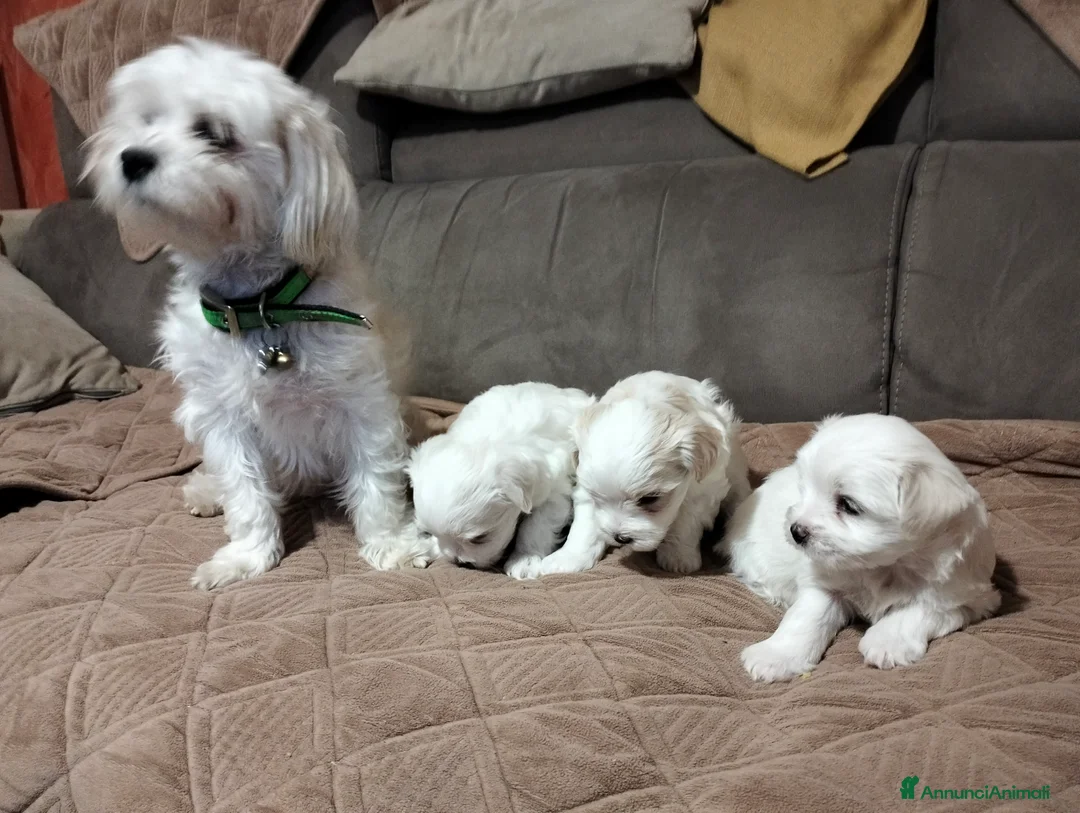 Maltese cani in vendita: Cedo cuccioli di razza Maltese  - Annuncio 2