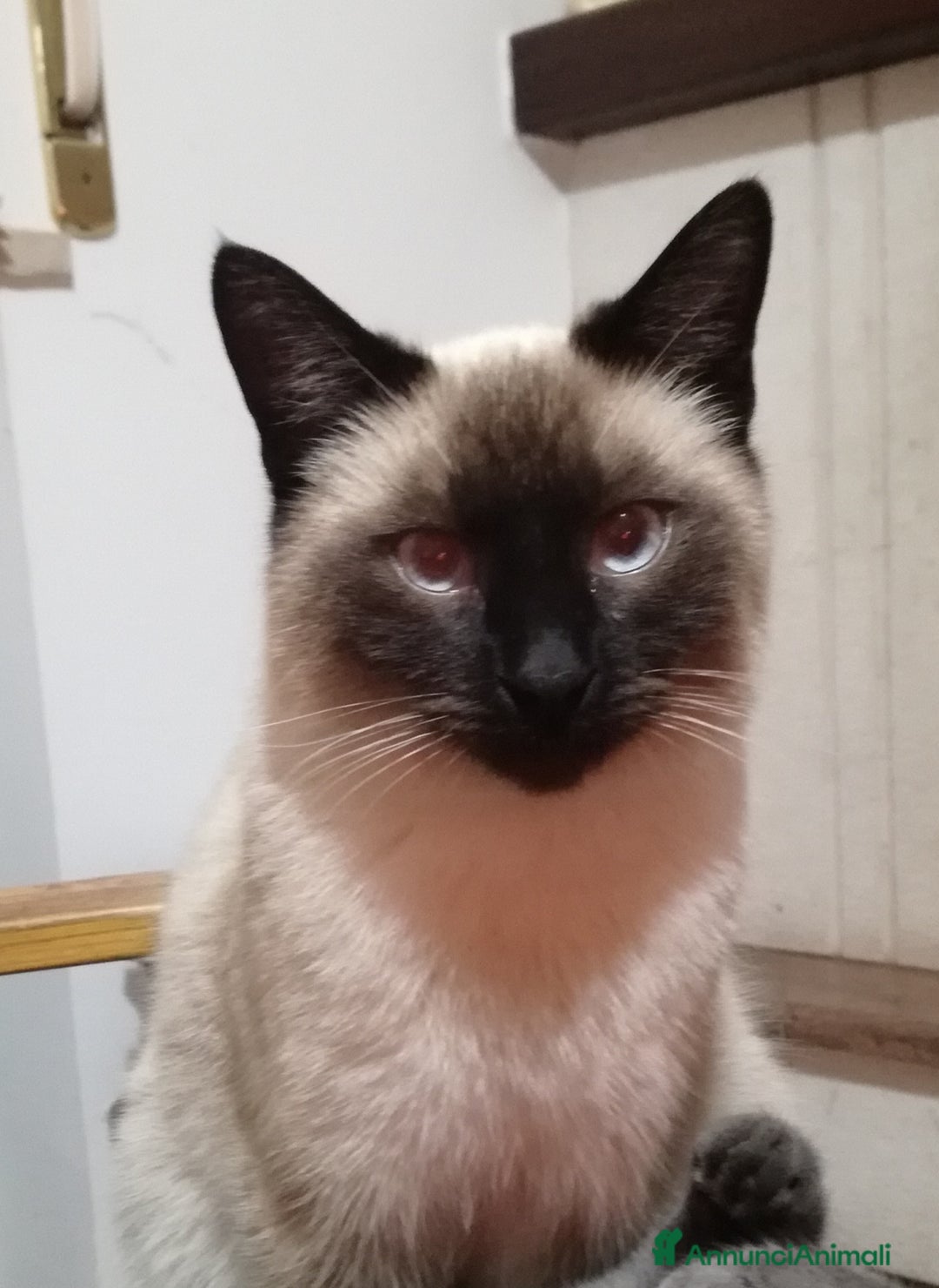 Meticcio gatti in regalo: Gattino Maschio Bianco - Annuncio 6